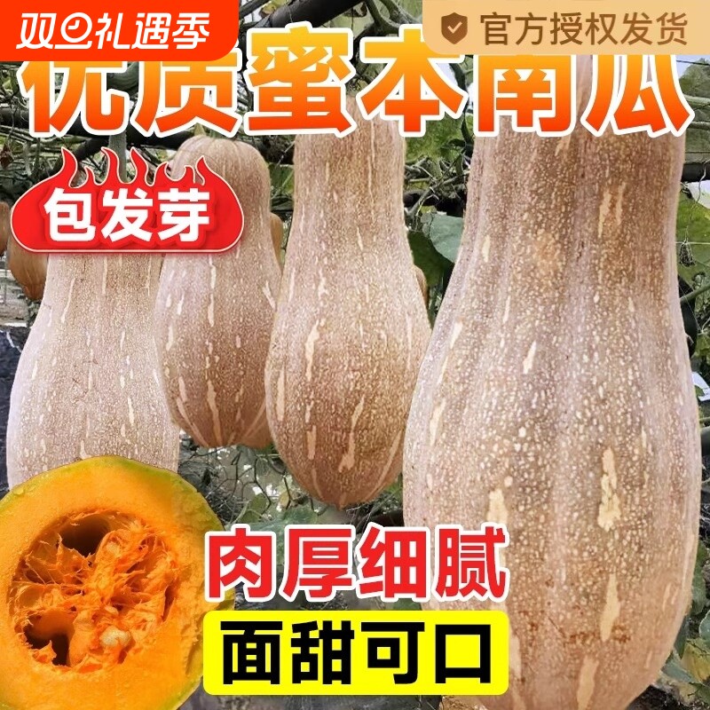 超甜蜜本南瓜种子 甜面细腻肉质面 春季秋季四季蔬菜籽大田高产孑