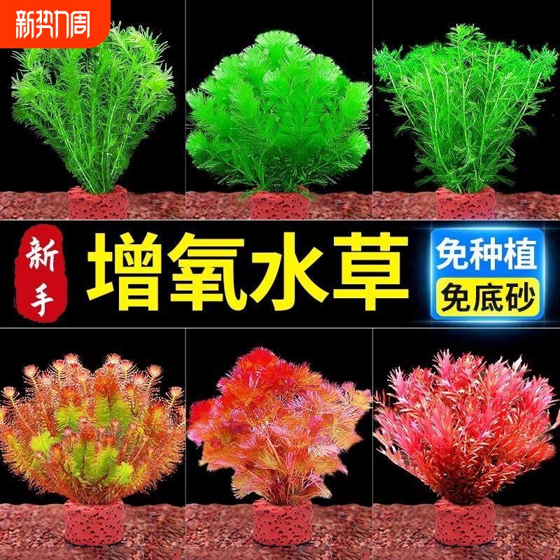 鱼缸水草植物造景净化水质制氧水草专用装饰摆件增氧沉底青竹套餐