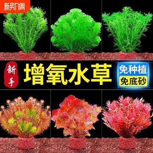 鱼缸水草植物造景净化水质制氧水草专用装 饰摆件增氧沉底青竹套餐