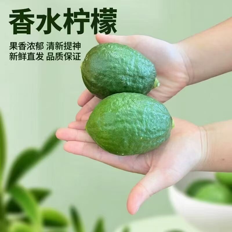 正宗广东香水柠檬新鲜无籽爆香商用特级一级果柠檬水果奶茶店专用