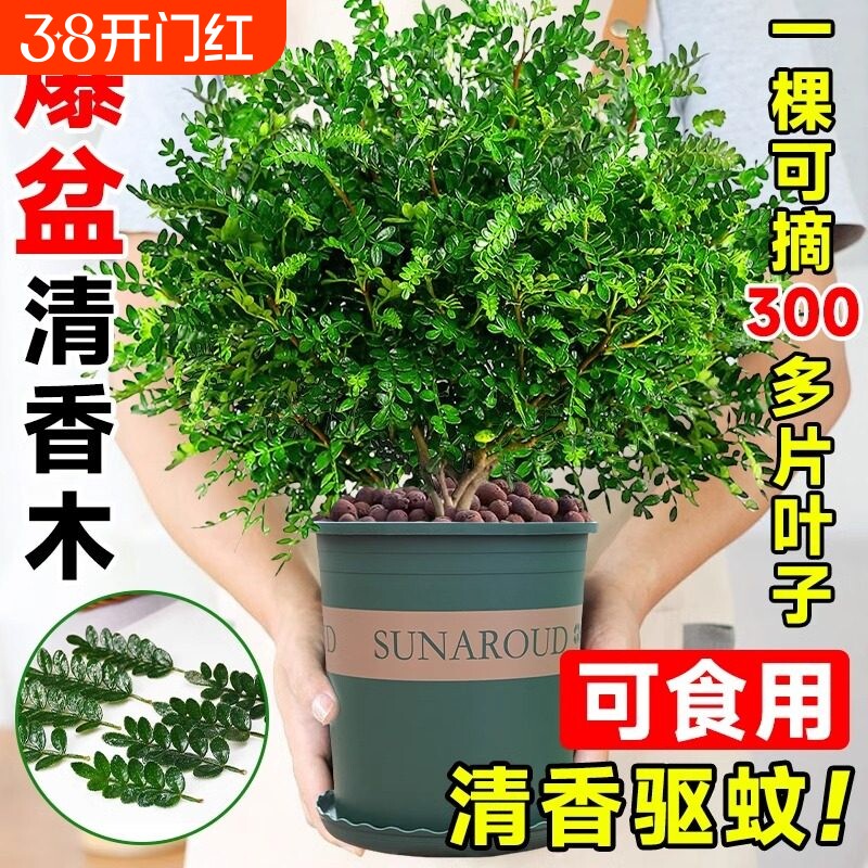 正宗清香木盆栽胡椒木花卉驱蚊草防虫绿植四季好养九里香绿植物