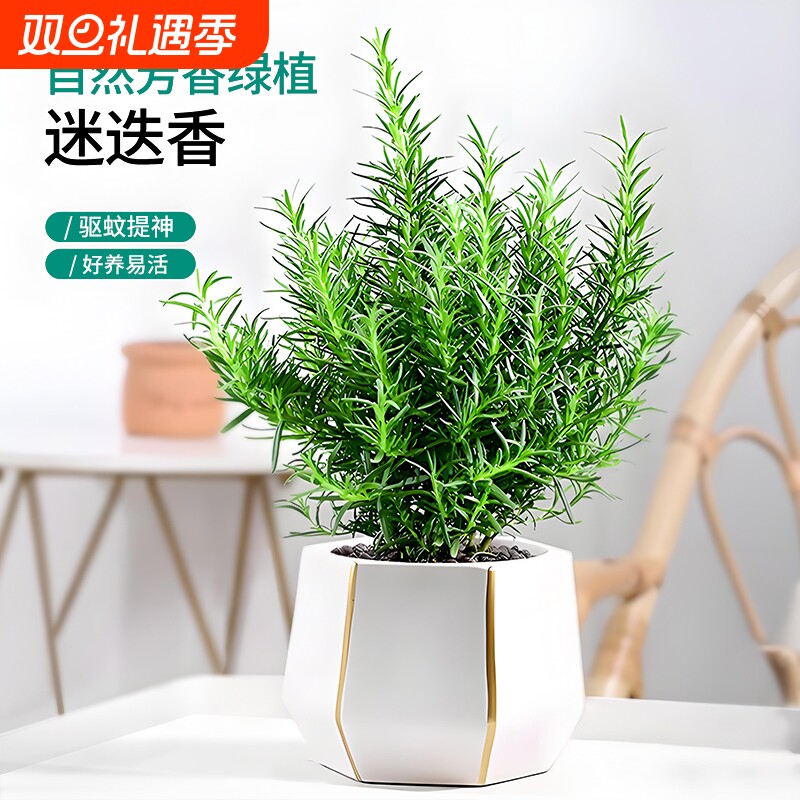 迷迭香盆栽水培植物可食用薄荷大株百里香用蛋糕装饰香草驱蚊绿植