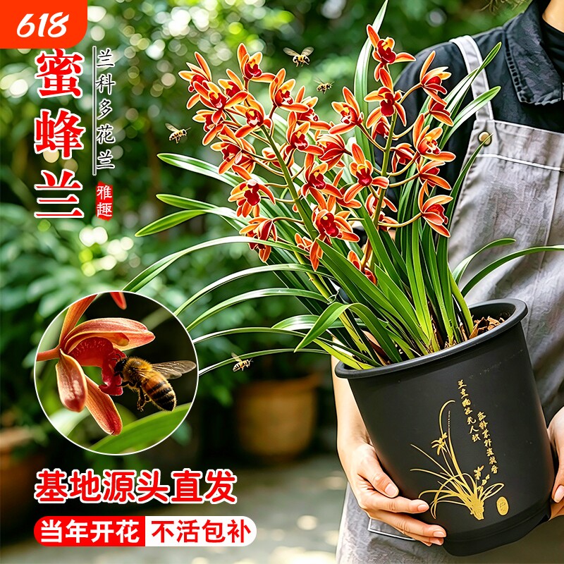 正宗蜜蜂兰夏带花苞引蜂兰花苗四季好养浓香型室内盆栽花卉绿植物