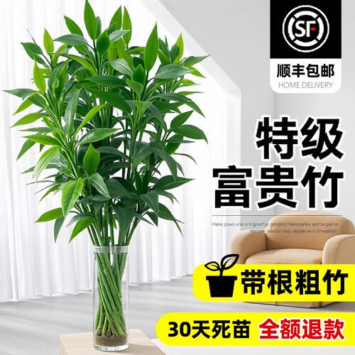 富贵竹水培植物客厅招财水养超大号盆栽节节高粗杆室内好养绿植