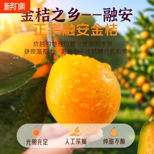 正宗广西融安脆蜜金桔第三代金柑现摘新鲜水果甜桔子礼盒独立装