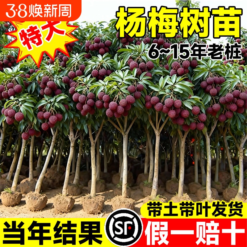 特大仙居东魁杨梅树苗正宗杨梅树嫁接苗种植盆地栽当年结果果树