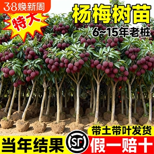 特大仙居东魁杨梅树苗正宗杨梅树嫁接苗种植盆地栽当年结果果树