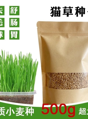 猫草种子水培种植猫咪吃的化毛去毛球懒人猫麦草籽麦芽发芽食用