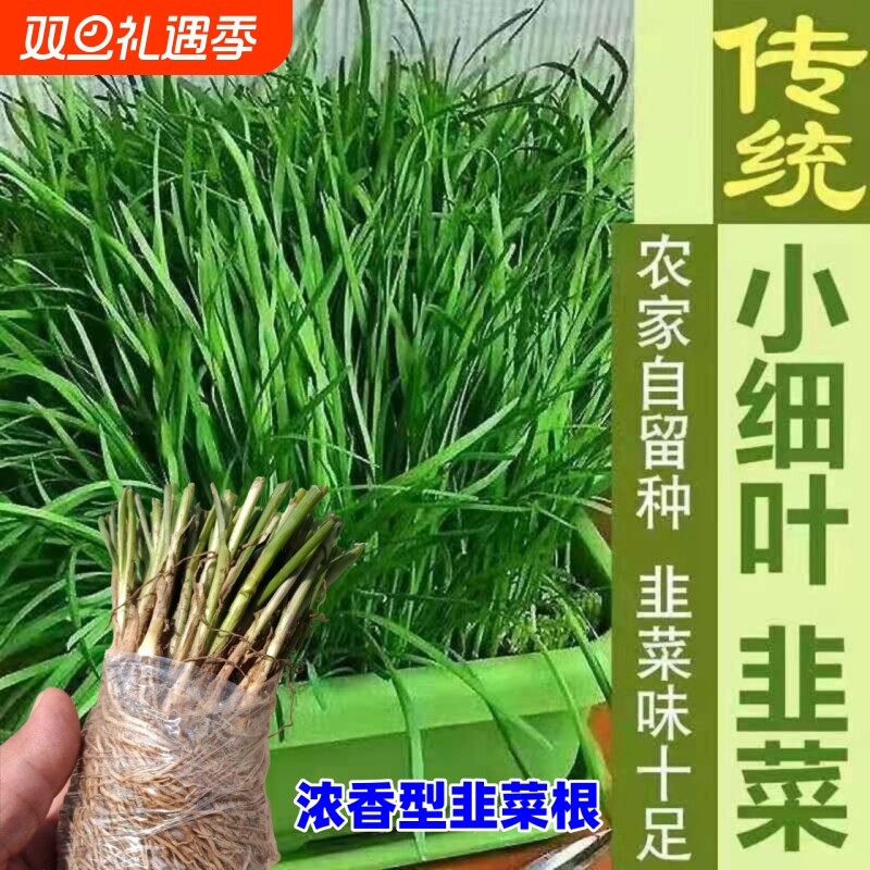 小叶香韭菜籽种本地根苗宽叶紫根红根种籽子种子细耐热寒阳台盆栽