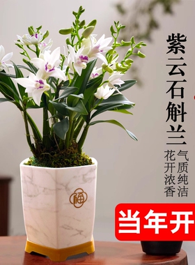 石斛花苗兰基地直销紫云好养泼墨室内水培浓香当年开花卉盆栽绿植