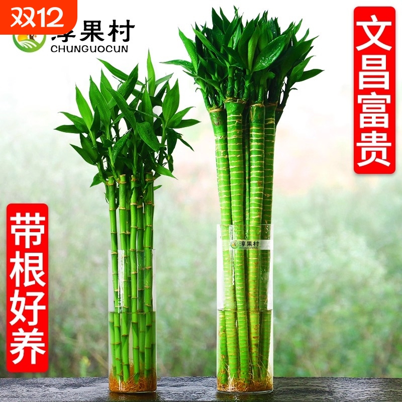 文昌竹4支金榜题名风水粗大富贵竹粗杆带根植物客厅招财粗壮龙竹