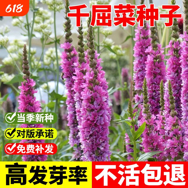 千屈菜种子多年生水生花草耐寒易活池塘湿地公园景观绿化观赏种籽