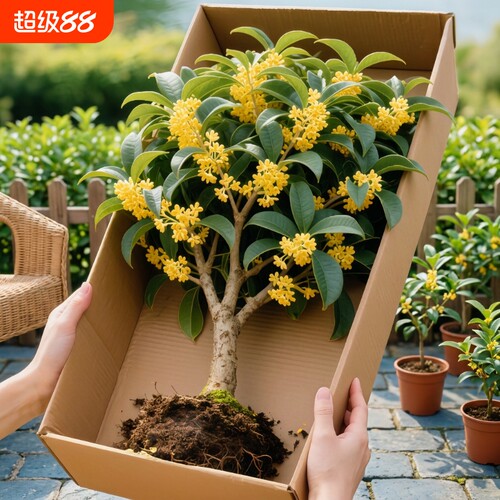 桂花树苗盆栽室内阳台花卉植物四季桂小苗耐寒开花庭院客厅金桂