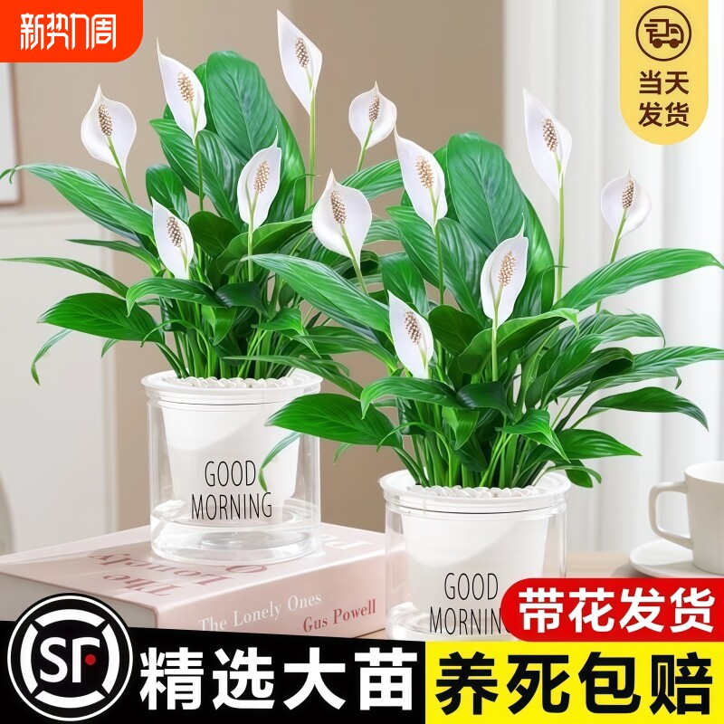 白掌盆栽风顺水培植物室内好养四季水养红掌花卉大盆绿植带花卧室