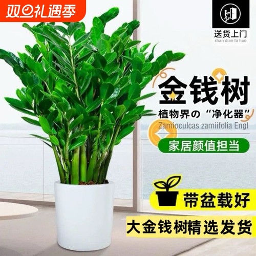 金钱树客厅大型植物盆栽发财树办公室内桌面绿植招财好养乔迁开业