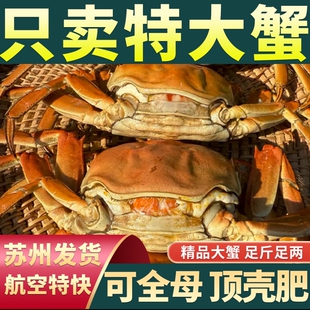 【精挑只只满黄】4-10只精品大闸蟹鲜活螃蟹全母公超特大河蟹礼盒