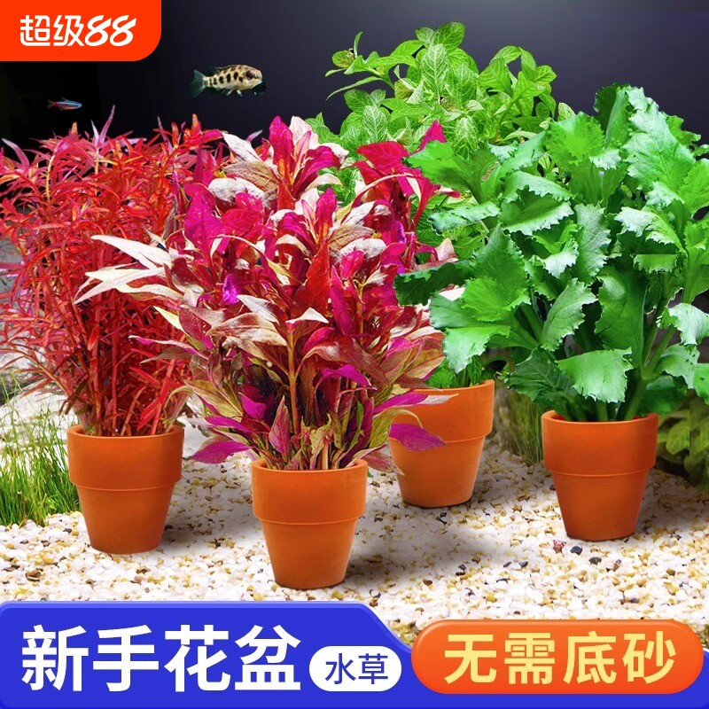 小花盆水草鱼缸专用造景绿菊水培绿植真草水草植物增氧大叶青竹