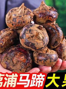 广西马蹄荸荠高产家庭种植