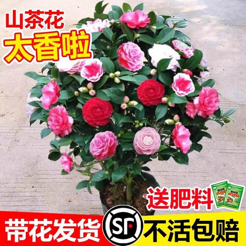 茶花树苗山茶花盆栽五色赤丹带花苞香妃室内四季名贵花卉开花植物