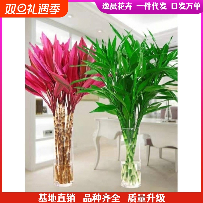 富贵竹水养花卉转运竹水培植物盆栽四季室内净化空气.客厅卧室