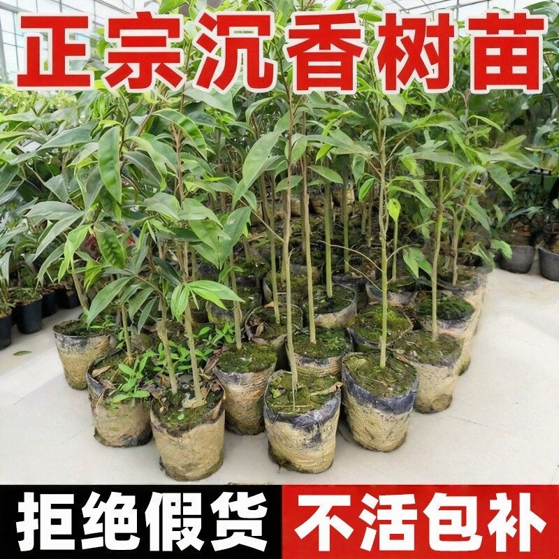 净化空气好养沉香树苗盆栽金丝楠木正宗奇楠海南小叶紫檀庭院