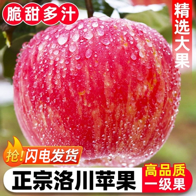正宗陕西延安新洛川苹果一箱红富士官方旗舰店产地直发现摘