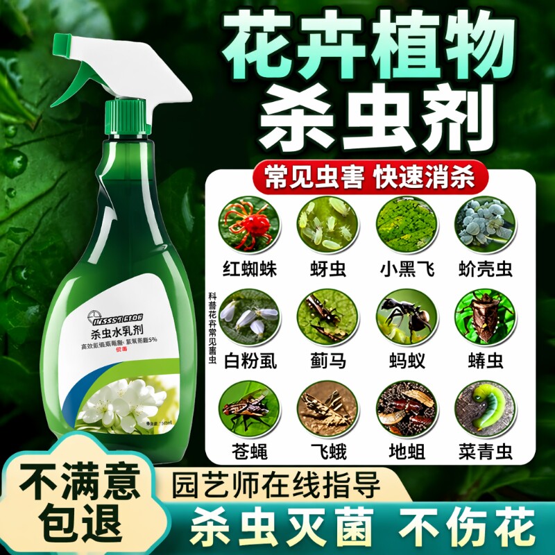 植物专用月季花花卉绿植图片