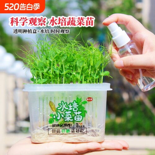 豌豆苗绿豆种植套装|千人加购