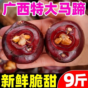 新客立减广西马蹄荸荠高产家庭种植农家种植苗户外新鲜大果