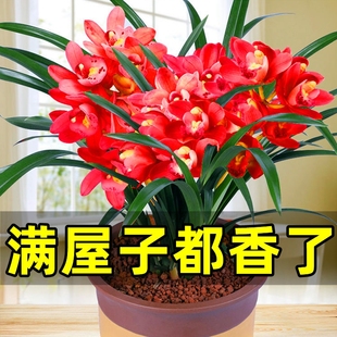 兰花苗盆栽建兰蝴蝶兰带花苞石斛兰花卉绿植物室内君子兰四季开花