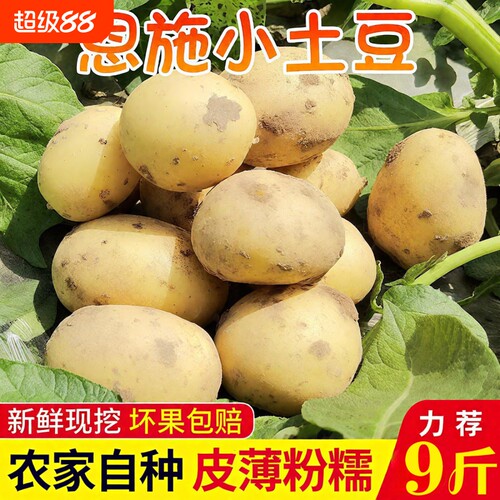 正宗恩施小土豆现挖湖北新鲜黄心土豆当季蔬菜整箱迷你马铃薯洋芋