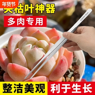 多肉专用不锈钢加长带齿大镊子鱼缸水草昆虫多肉园艺夹子镊子工具