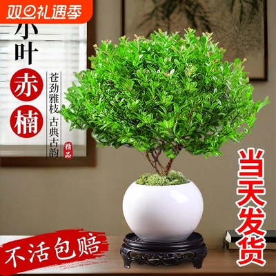 小叶赤楠盆景老桩盆栽树