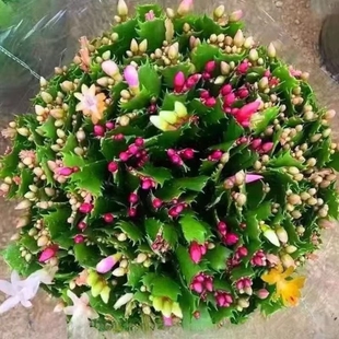 蟹爪兰带花苞新品 好养活盆栽精品花卉家养多肉阳台绿植开花老桩