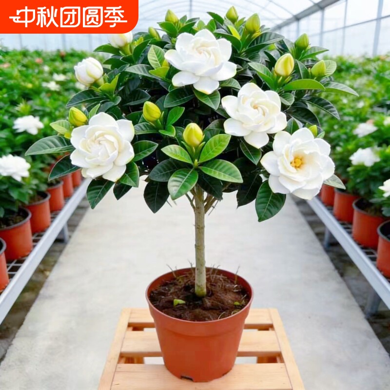 独杆棒棒糖牡丹栀子花盆栽花卉植物室内浓香型树苗好养客厅带花苞图片