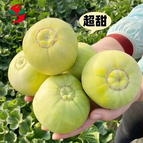 正宗日本冰糖甜宝甜瓜种子老品质