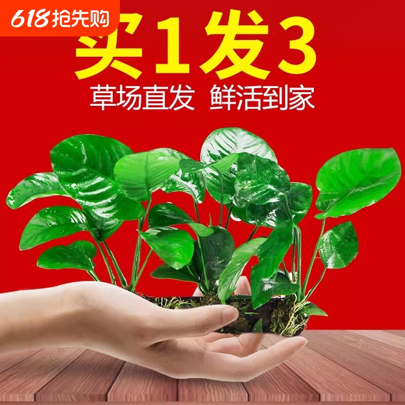 水榕沉木水草植物鱼缸造景装饰摆件懒人淡水阴性增氧净水椰壳屋