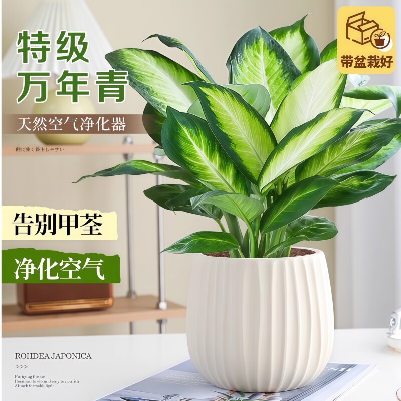 特级万年青盆栽室内绿植办公室内桌面净化空气好养活植物四季常青