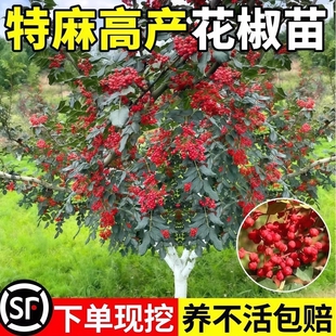 花椒苗树四川大红袍特麻椒九叶青地栽盆栽果树果苗当年结果小苗
