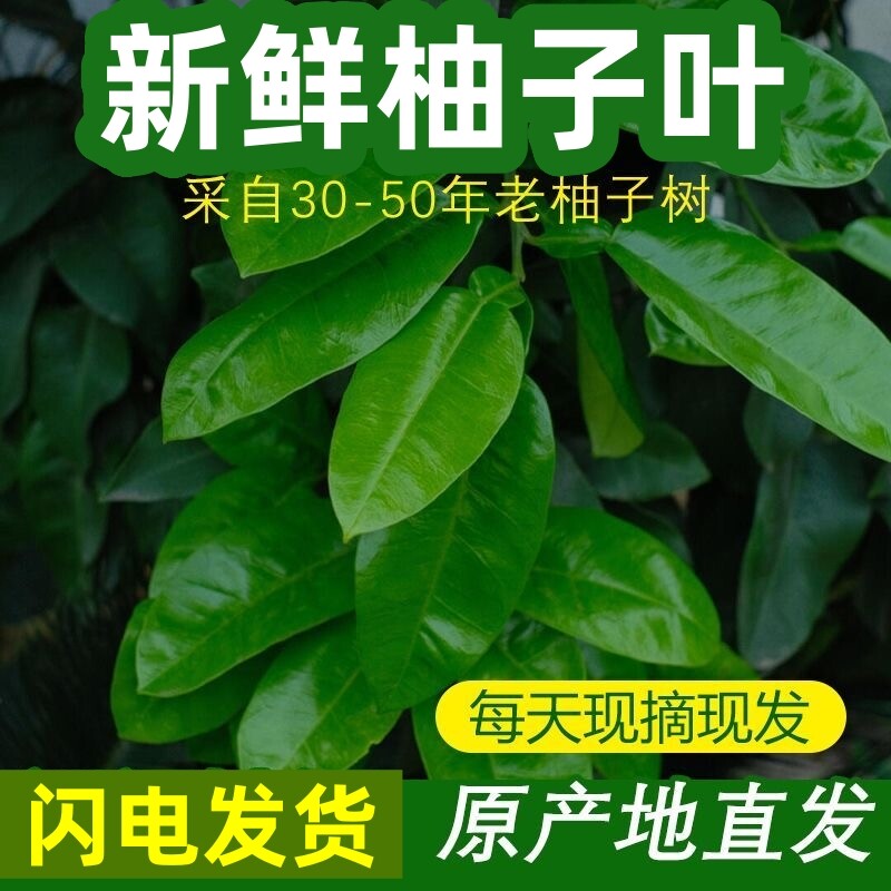 老树柚子叶新鲜现摘顺丰包邮图片