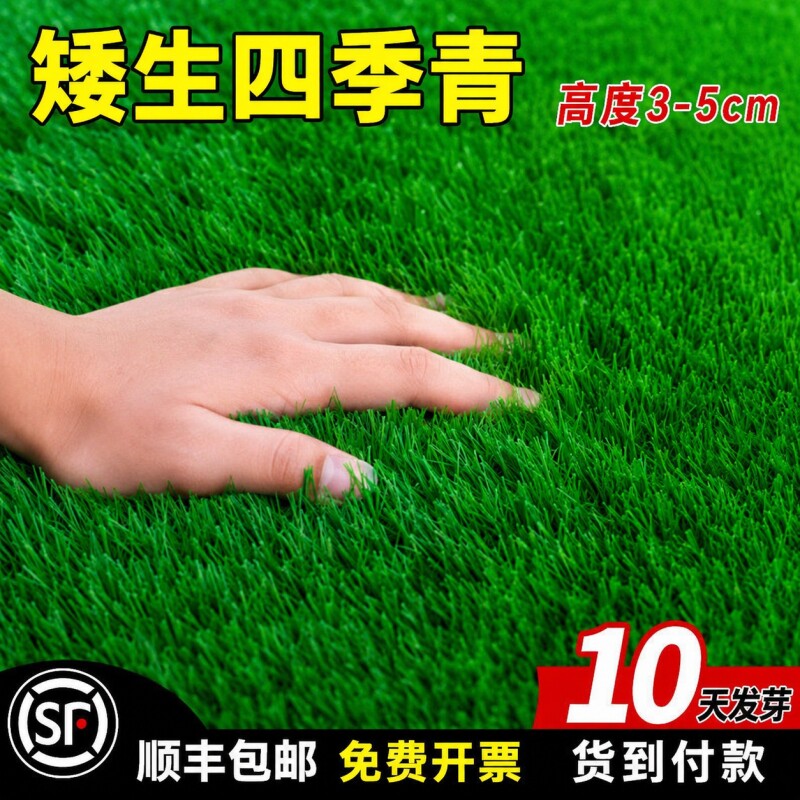 四季青草籽矮生地毯草草坪草籽高档耐寒草种籽子庭院狗牙根护坡孑图片