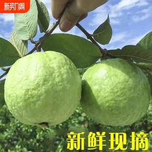 包邮 广东番石榴芭乐白心孕妇新鲜应季 水果甜脆正宗孕妇巴乐一整箱