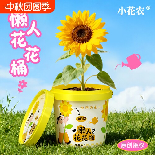 小花农懒人花花桶种植向日葵花