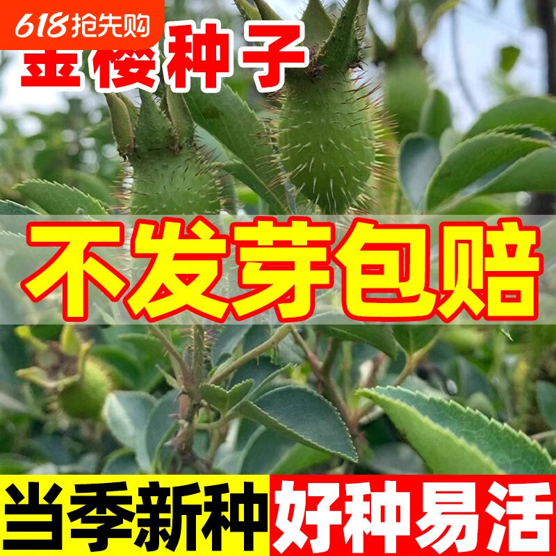 金樱子种子新鲜现采山石榴糖罐药材籽庭院绿植观赏药用播种种籽苗