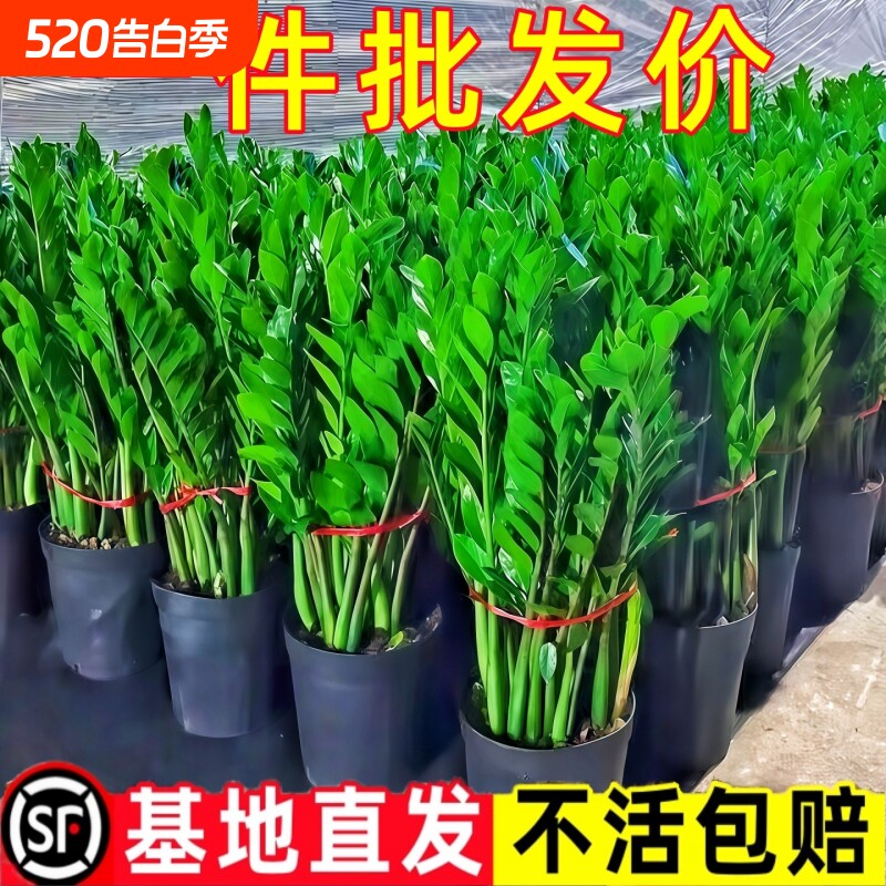 金钱树盆栽室内客厅绿植大摇钱串子发财树办公室开业送礼招财盆景