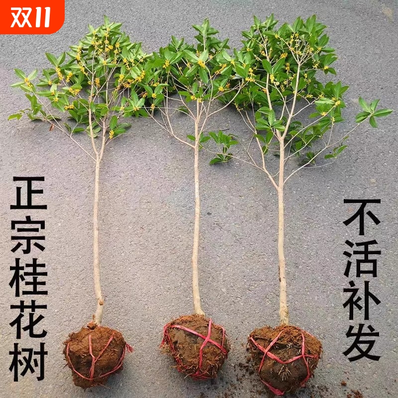 桂花树大树植树节南方种植庭院地栽四季桂盆栽开花常青花卉树苗
