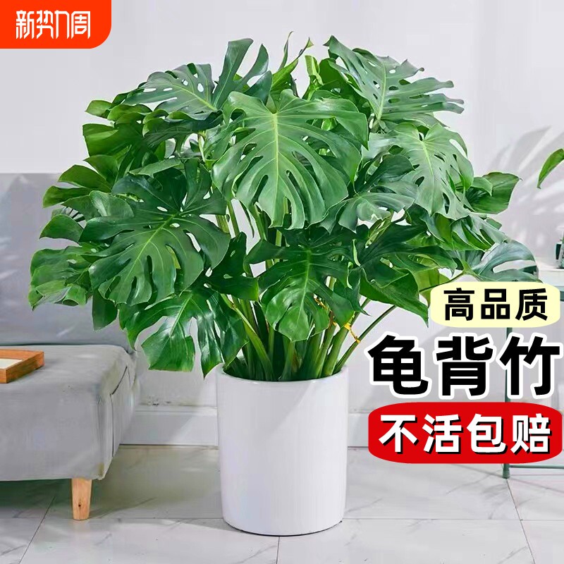 龟背竹盆栽老桩客厅大型绿植物室内吸甲醛四季常青水培富贵竹花卉