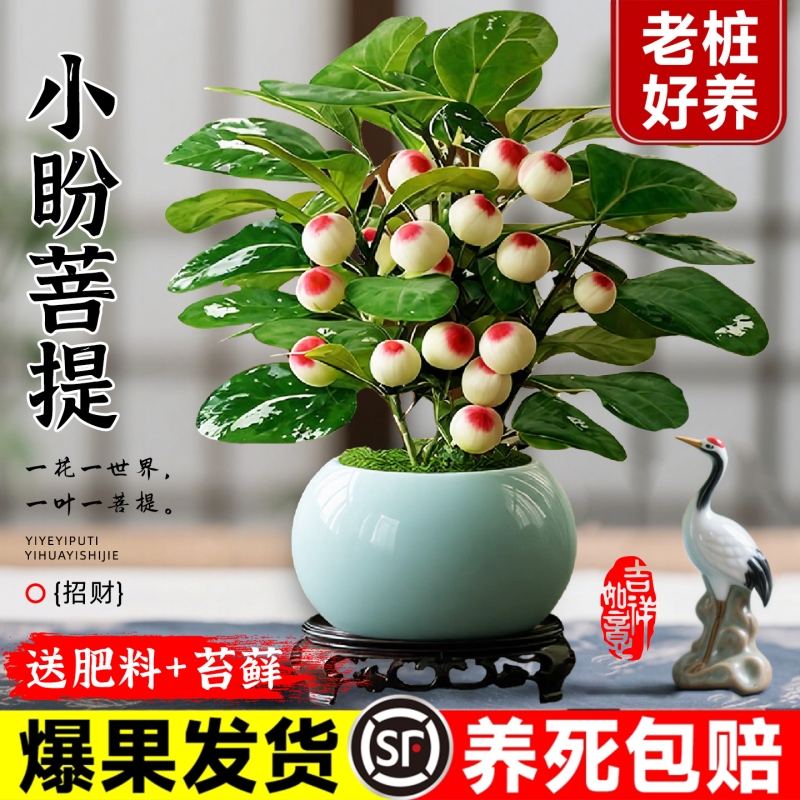 小盼菩提盆栽办公室内桌面绿植