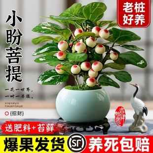 小盼菩提盆栽带果办公室内客厅绿植桌面禅意老桩盆景摆件好养阳台