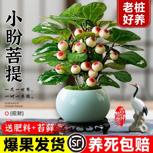 小盼菩提盆栽办公室内桌面绿植